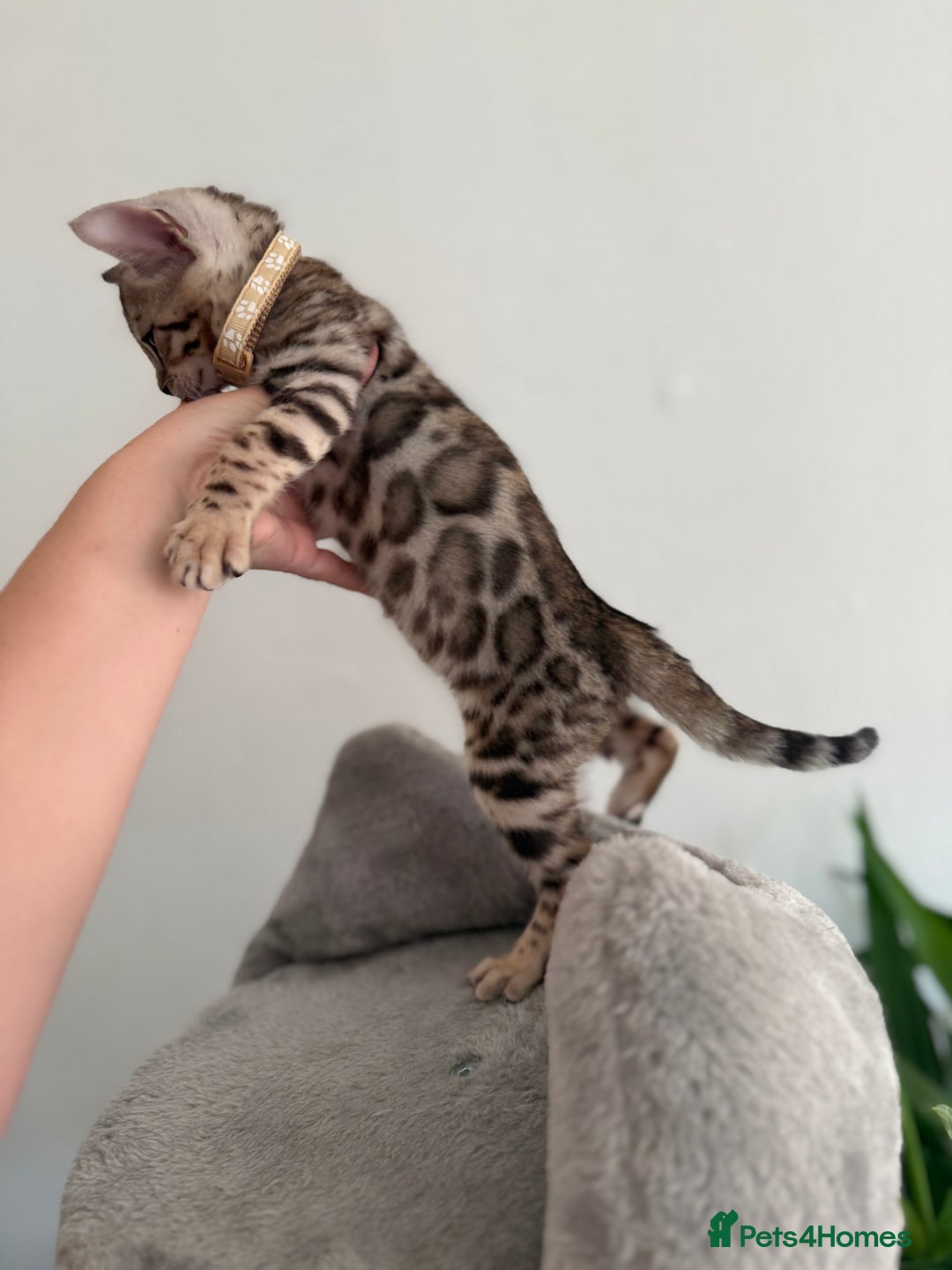 Bengal cats for sale: 5 Exceptional TICA Registered Glitter Bengals  in Bristol - Image 10