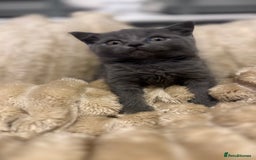 British Shorthair cats for sale: GCCF Registered 5 Generation British Shorthair - Image 10