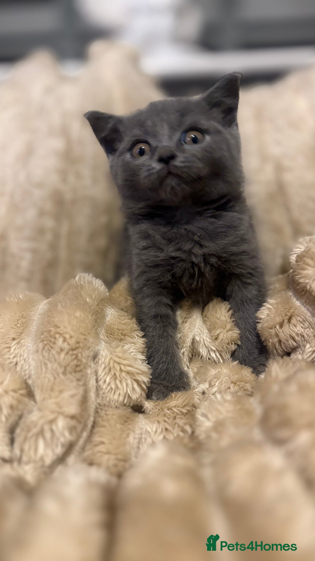 British Shorthair cats for sale: GCCF Registered 5 Generation British Shorthair - Image 10