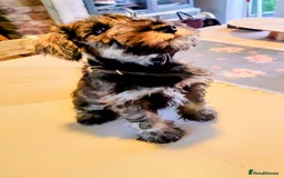 Miniature Schnauzer dogs for sale: Forever Homes Wanted: 2 Schnauzer Boys 🐶 - Image 18