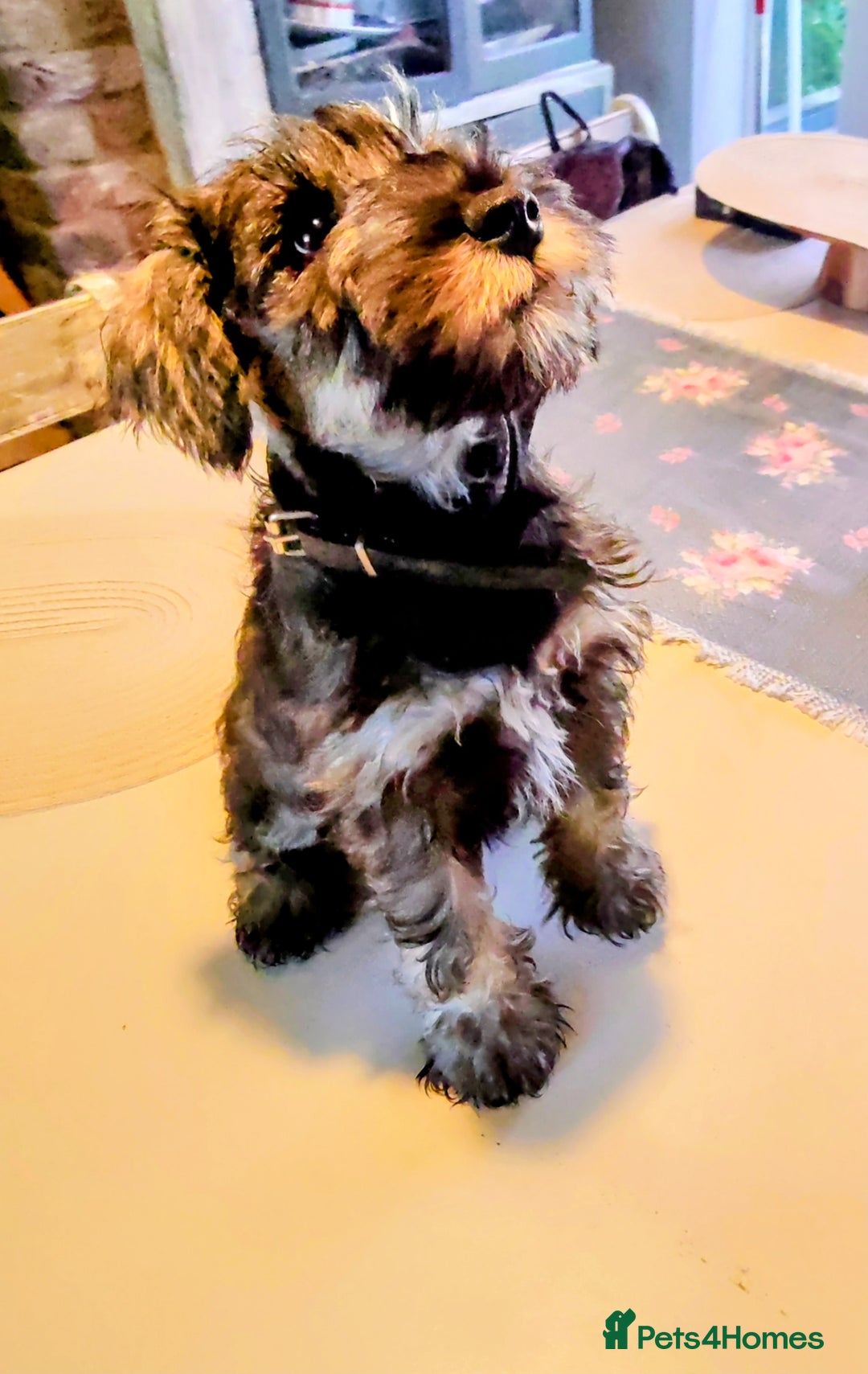 Miniature Schnauzer dogs for sale: Forever Homes Wanted: 2 Schnauzer Boys 🐶 - Image 18