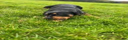Rottweiler dogs for sale: URGENTLY needs a forever home! - Advert 7