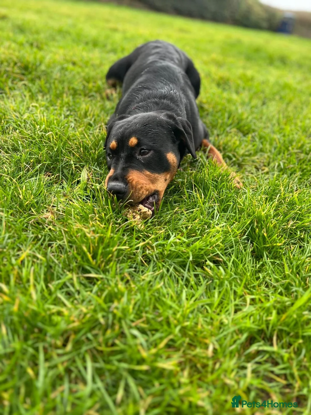 Rottweiler dogs for sale: URGENTLY needs a forever home! - Advert 7