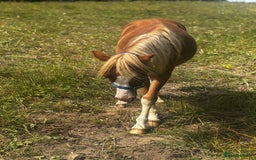 Welsh Section A horses for sale: Teddy 18 month sec a  - Image 12