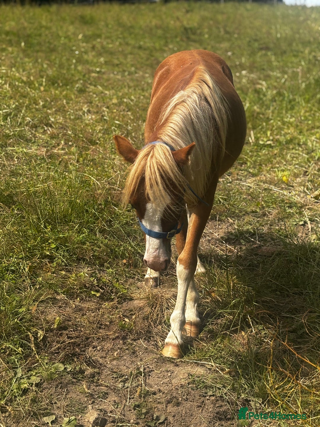 Welsh Section A horses for sale: Teddy 18 month sec a  - Image 12