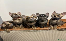 Bengal cats for sale: Ready for homes 3 stunning TICA reg Bengal boys - Image 1