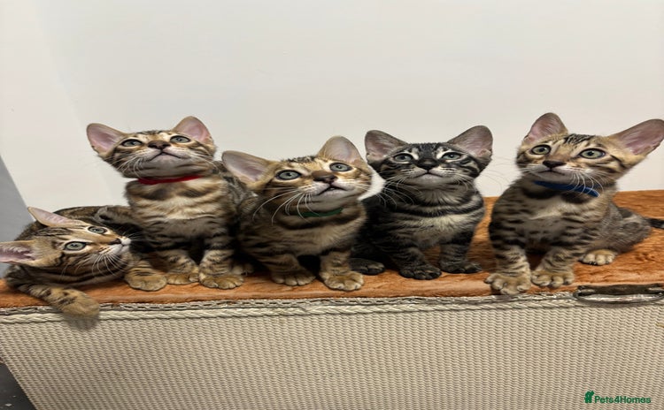 Bengal cats - Advert 10