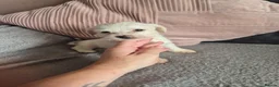 Jackapoo dogs for sale: F1 jackapoo pups  - Advert 10