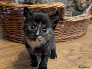 Mixed Breed cats 5 beautiful and playful kittens - Advert 4