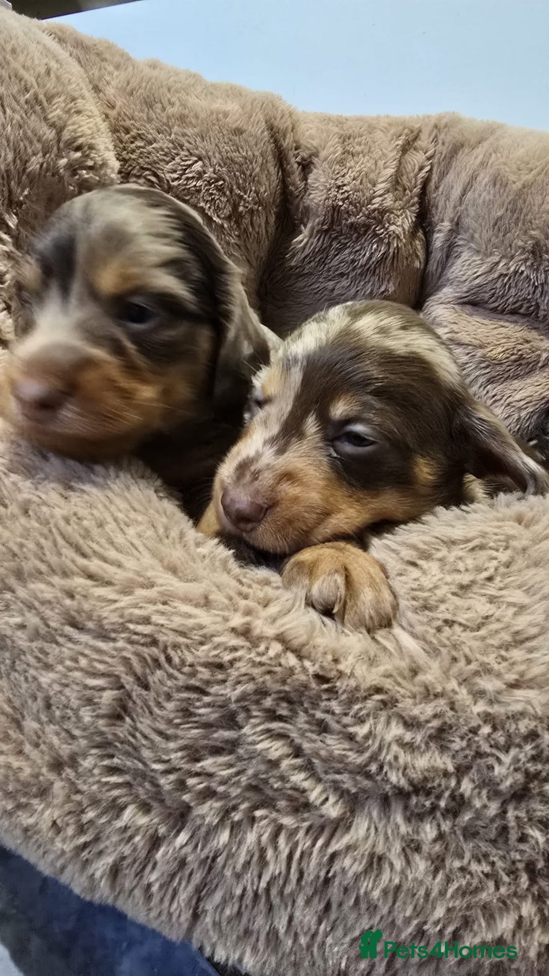 Miniature Dachshund dogs for sale: ❤️Longhair and wirehair sausages❤️ - Advert 9