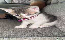 Mixed Breed cats for sale: Scar & Bella  - Image 5