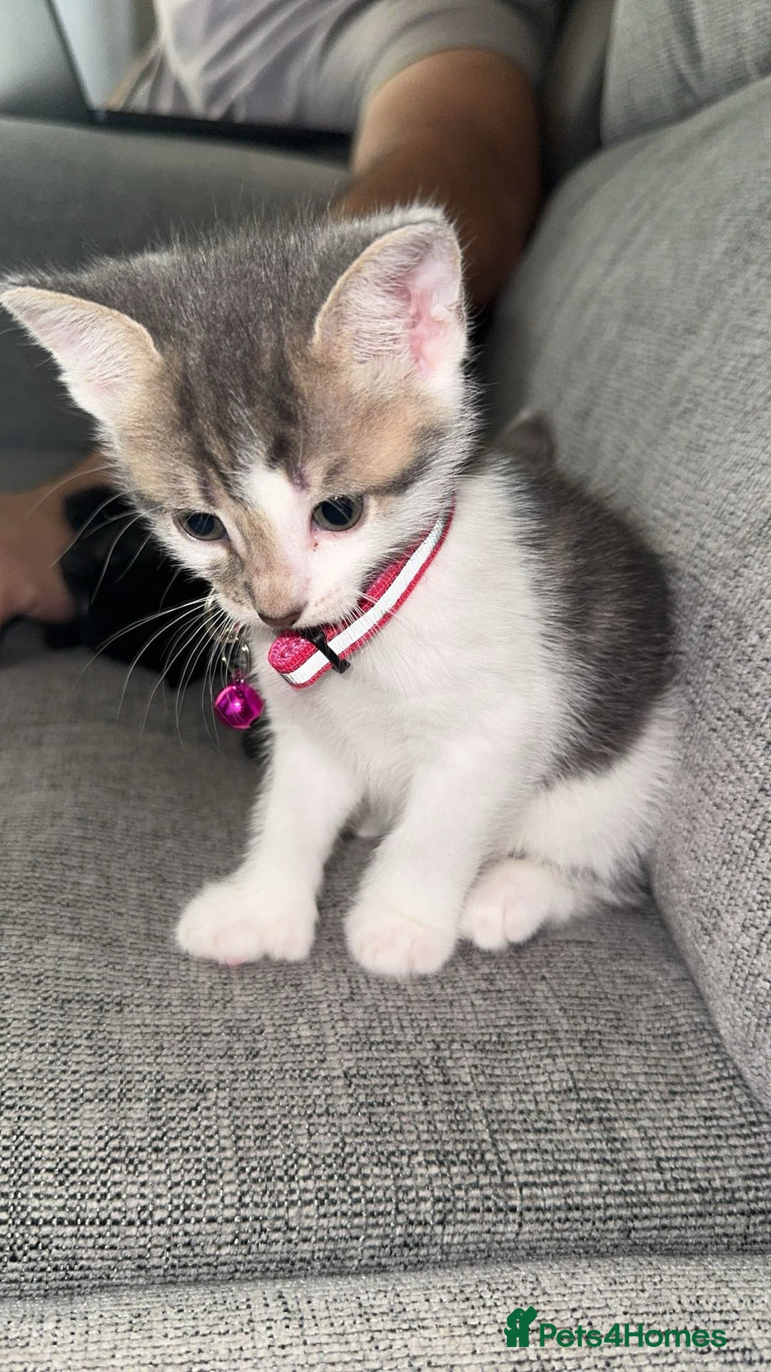 Mixed Breed cats for sale: Scar & Bella  - Image 5