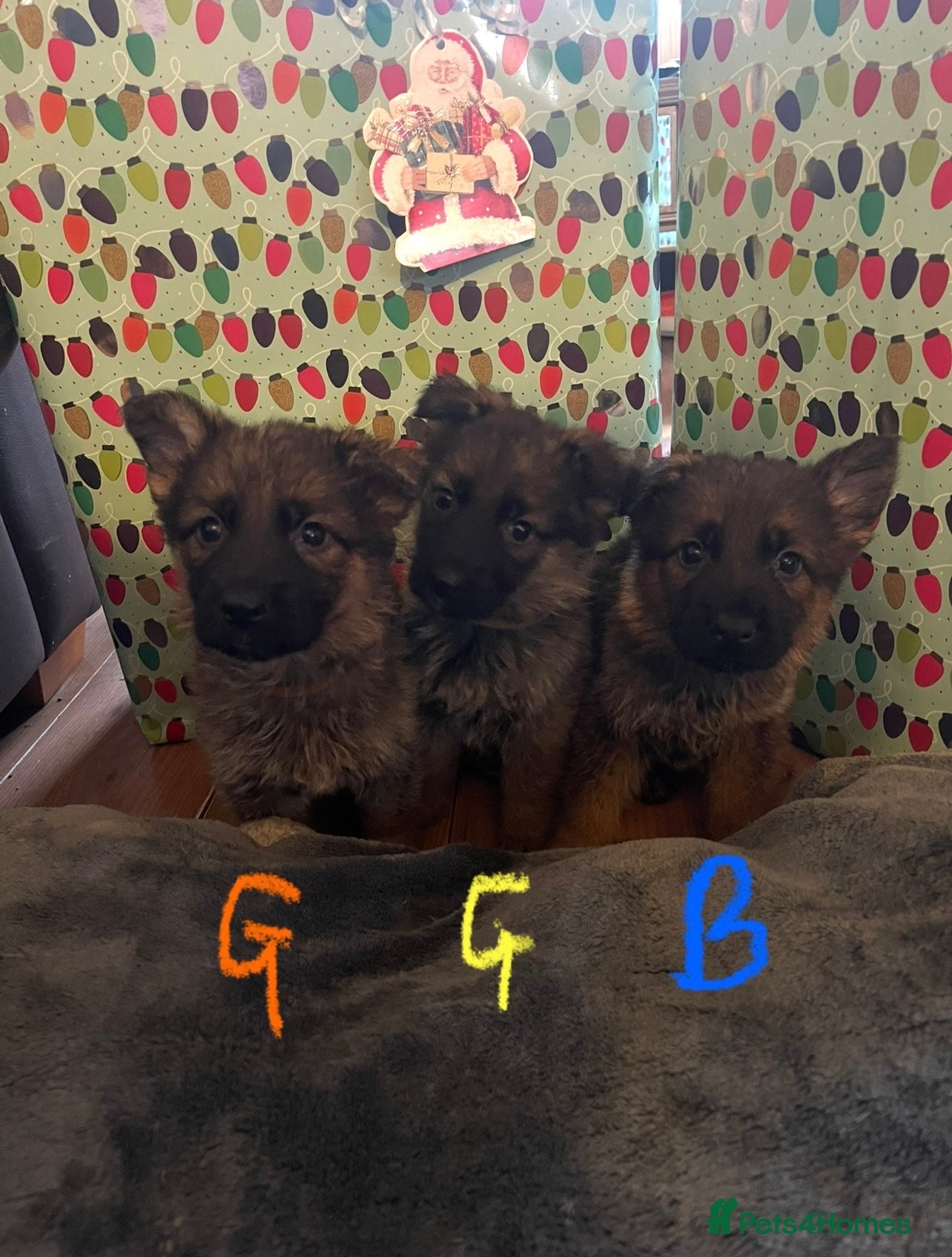 German Shepherd dogs German shepherd puppies - Stunning - Advert 1