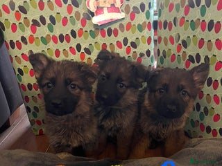 German Shepherd dogs German shepherd puppies - Stunning - Advert 1