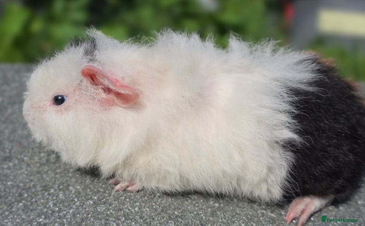 Guinea Pig rodents - Advert 4