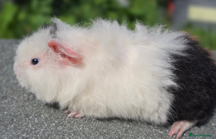 Guinea Pig rodents - Advert 4