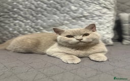 Scottish Fold cats for sale: Stunning Male lilac BSH & Grey Scottish Fold x BSH - Advert 4