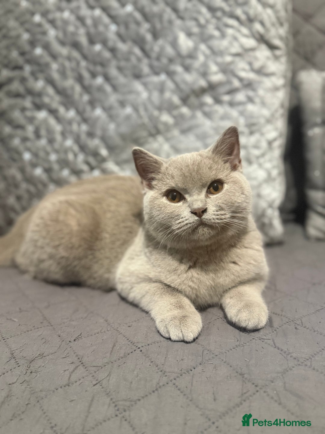 Scottish Fold cats for sale: Stunning Male lilac BSH & Grey Scottish Fold x BSH - Advert 4