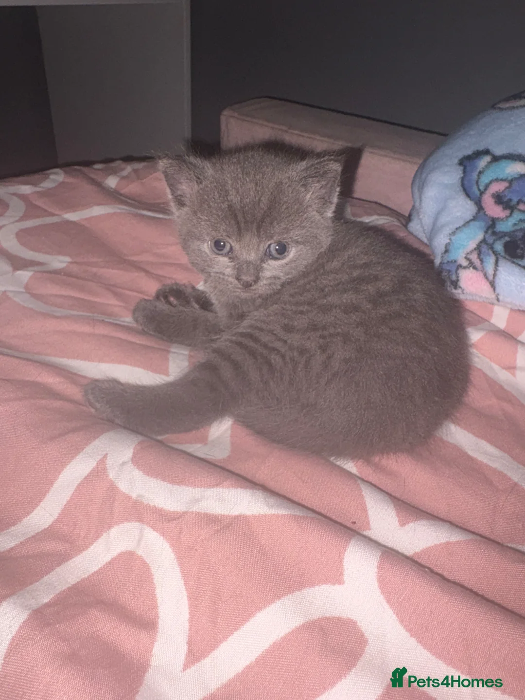 Mixed Breed cats for sale: Kittens for sale ready to go - Advert 2