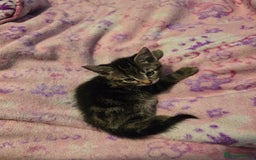 Mixed Breed cats for sale: Kittens - Image 9
