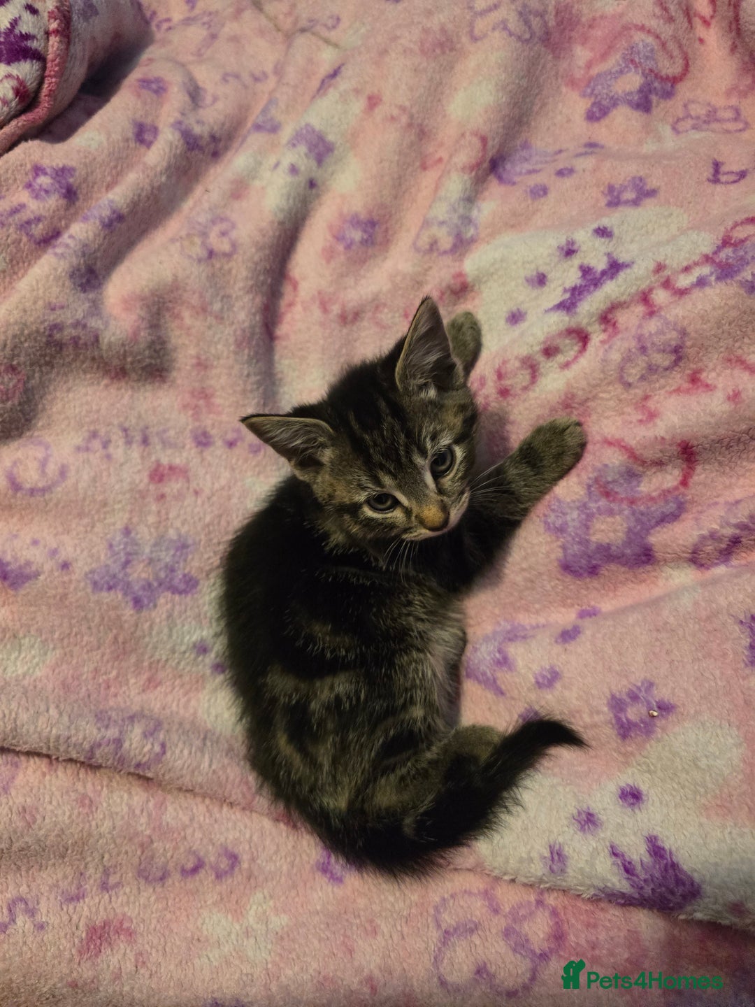 Mixed Breed cats for sale: Kittens - Image 9