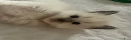 Ragdoll cats for sale: Beautiful ragdolls - Advert 11