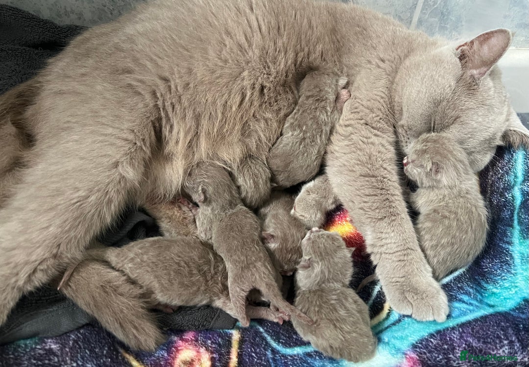 Scottish Fold cats for sale: Beautiful Scottish fold/straight lilac kittens  - Image 1