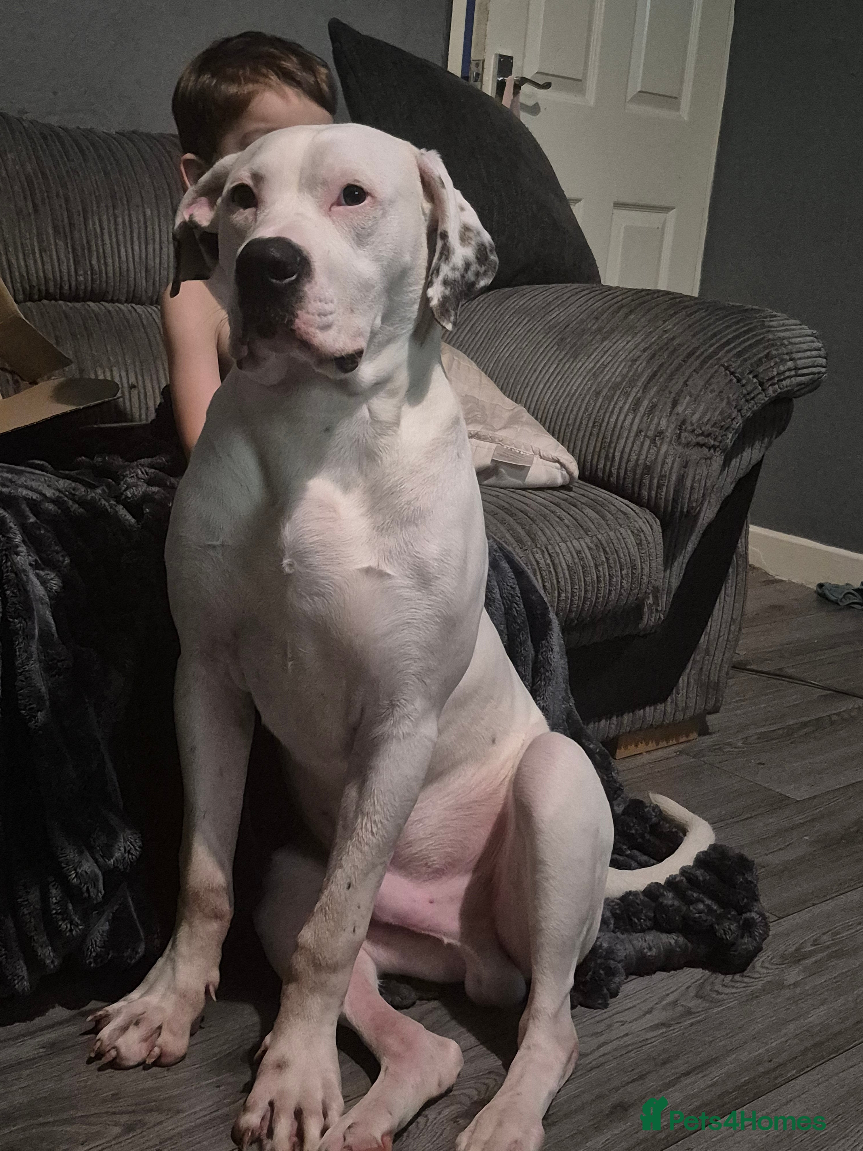 American Bulldog dogs American bulldog  - Advert 2