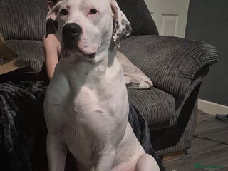 American Bulldog dogs American bulldog - Advert 2