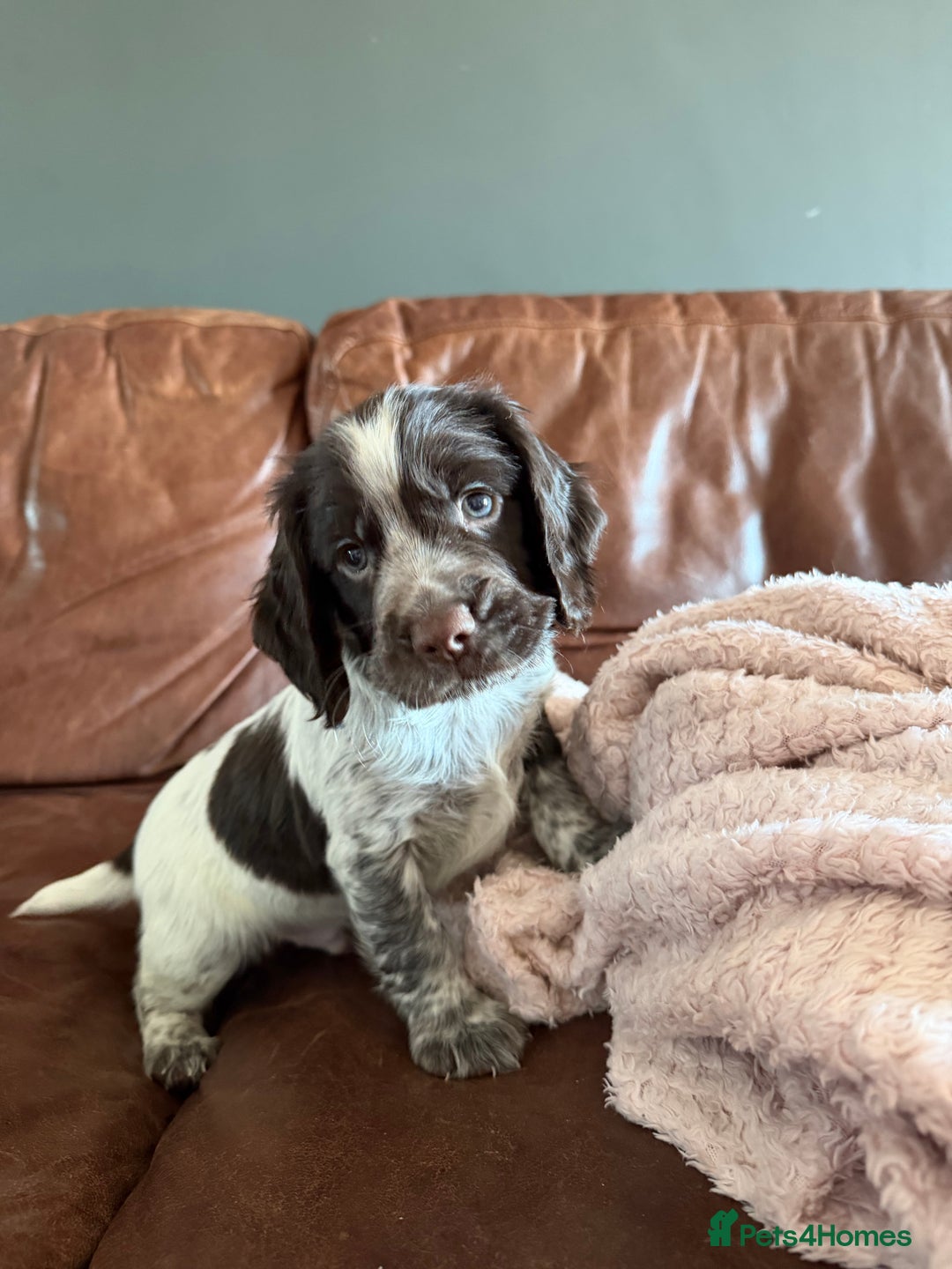 Cocker Spaniel dogs for sale: KC Registered Working Cocker Spaniels  - Advert 11