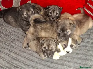 Mixed Breed dogs Siberian husky + Rus A Pei - Advert 3