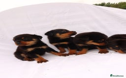 Rottweiler dogs for sale: Rottweiler puppy  - Image 12