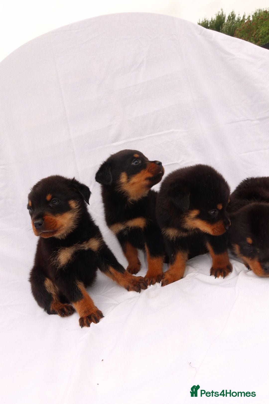 Rottweiler dogs for sale: Rottweiler puppy  - Image 12