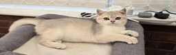 British Shorthair cats for sale: Blue golden chinchila! READY TO GO! - Advert 4