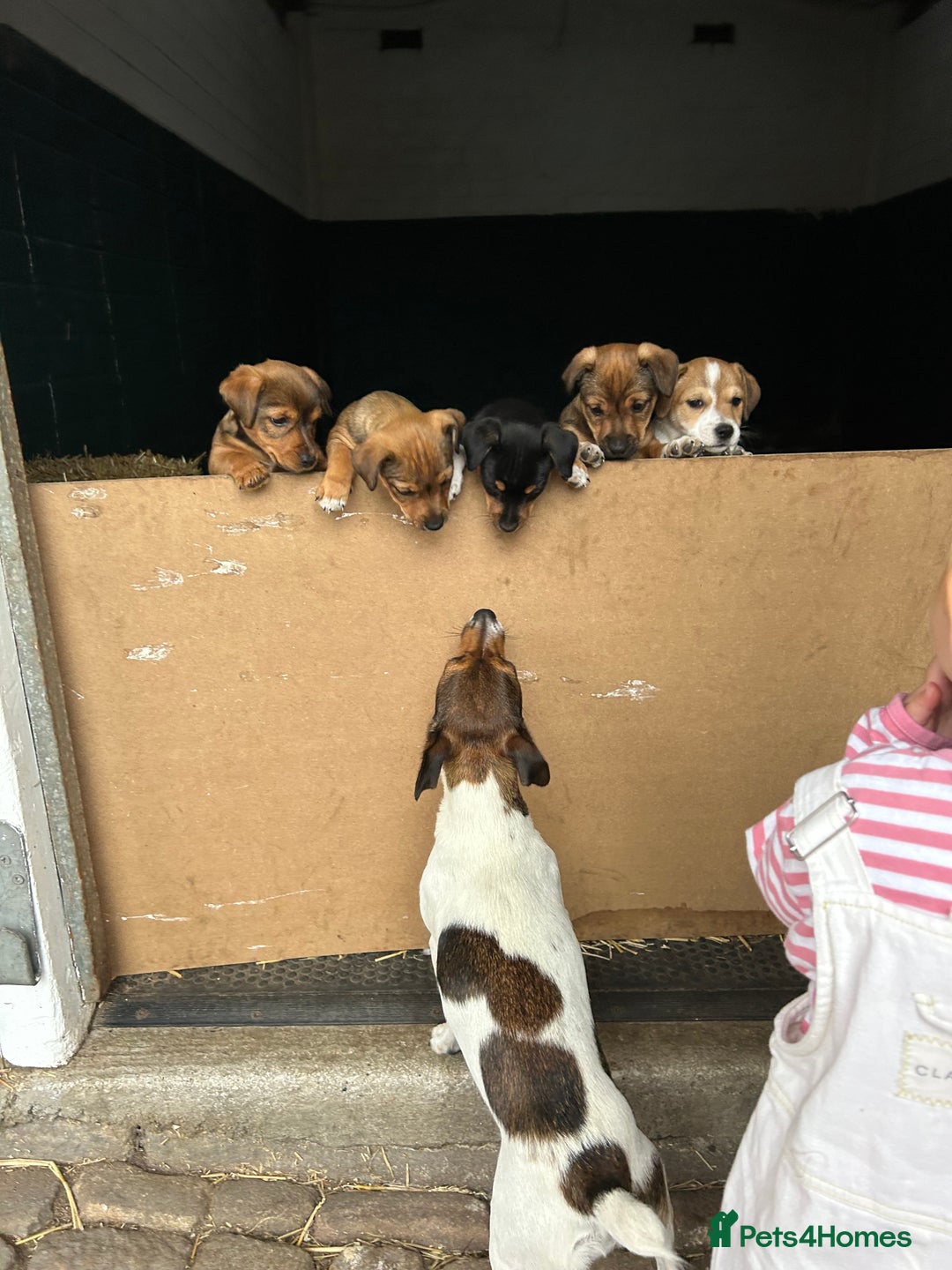 Jack Russell dogs for sale: Jack Russell pups for sale - Image 6