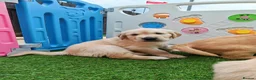 Golden Retriever dogs for sale: READY TO RESERVE  in Bradford - Advert 12