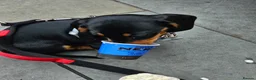 Miniature Dachshund dogs for sale: Little Man - Advert 8