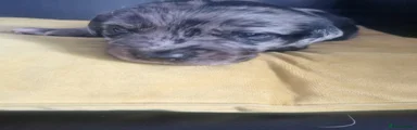 Mixed Breed Puppy 5