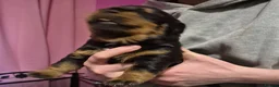 Rottweiler dogs for sale: Two lovely rotty pups boy is reserved  - Advert 4