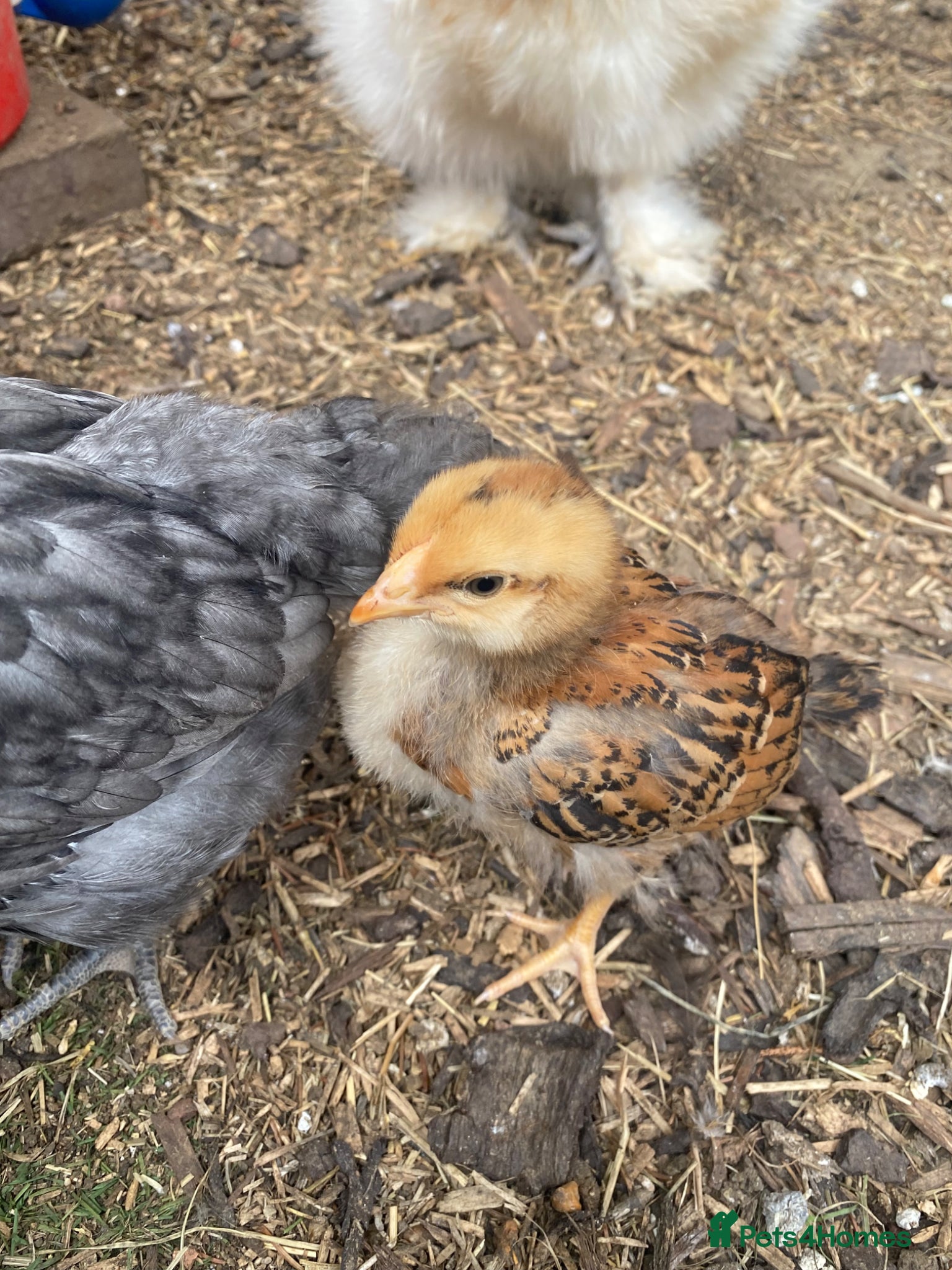 Chickens poultry Pekin bantam chicks for sale   - Advert 2