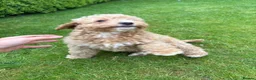 Cockapoo dogs for sale: Cockapoo Puppies!! 🐶  - Advert 35