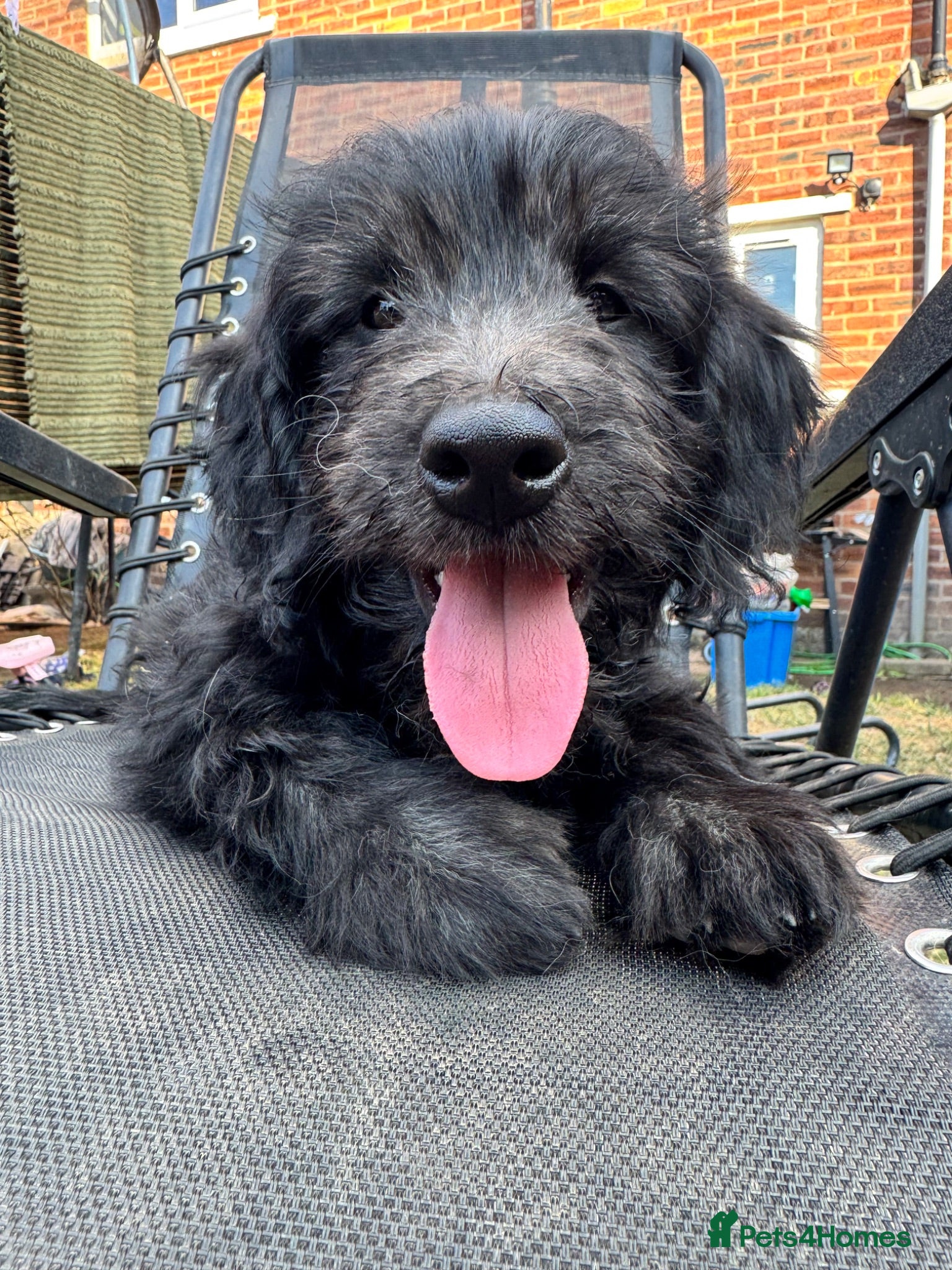 Mini Goldendoodle dogs F1 Mini SILVER Goldendoodle  *READY NOW* - Advert 1