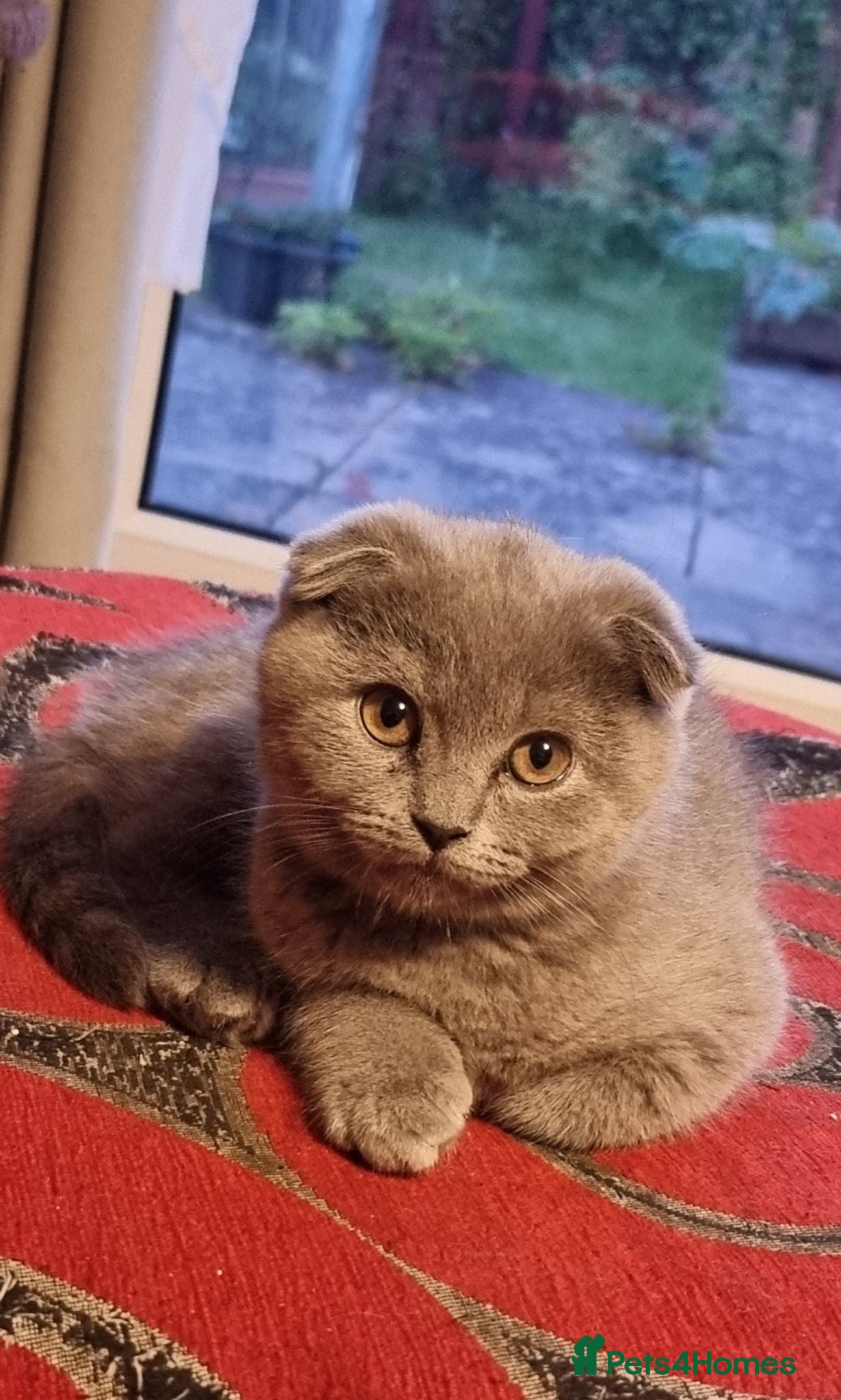 Scottish Fold cats Cute Scottish fold 💕 One kitten left 🐾 - Advert 13