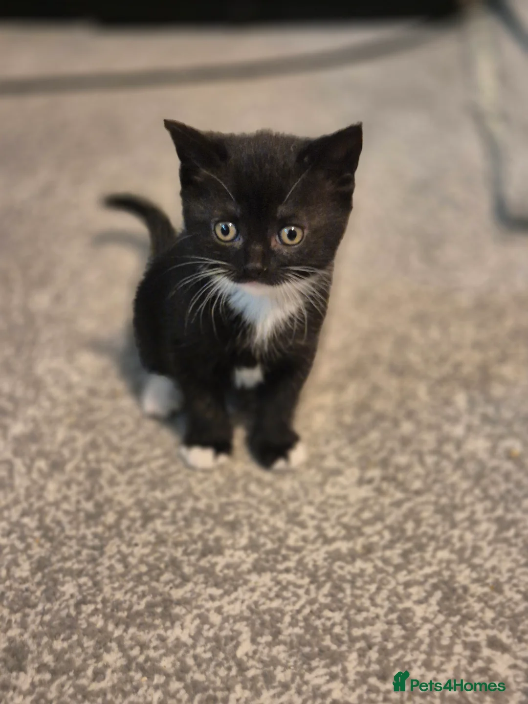 Mixed Breed cats for sale: Exceptional Black & White Kittens - Advert 7