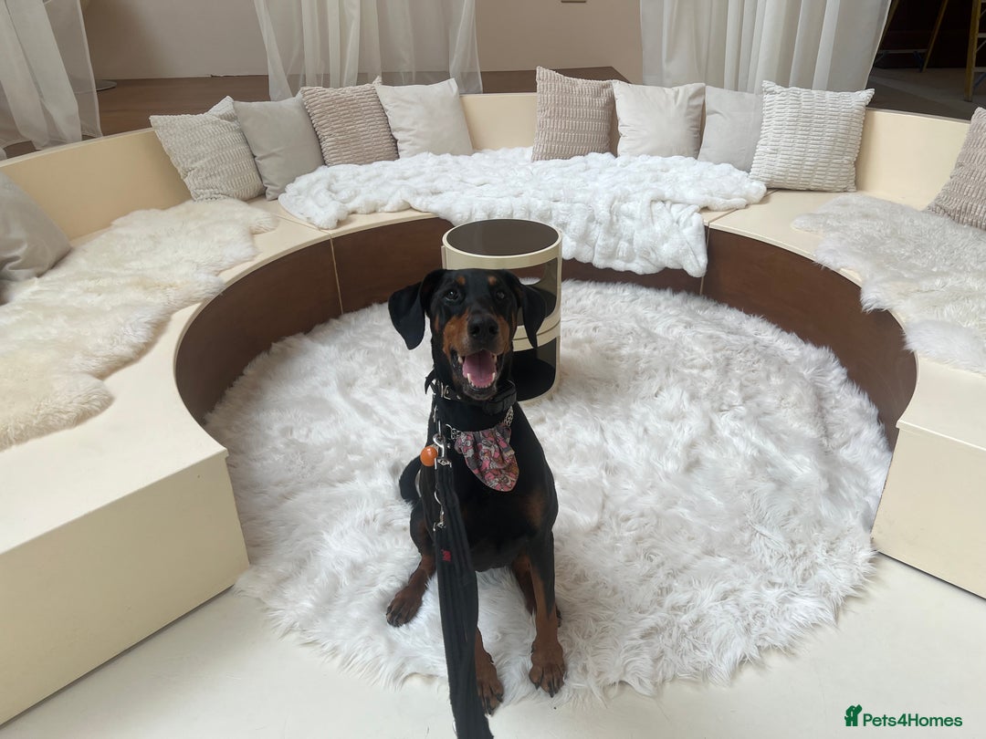 Dobermann dogs for sale: Sweet Doberman Girlie ❤️(price negotiable) - Image 9