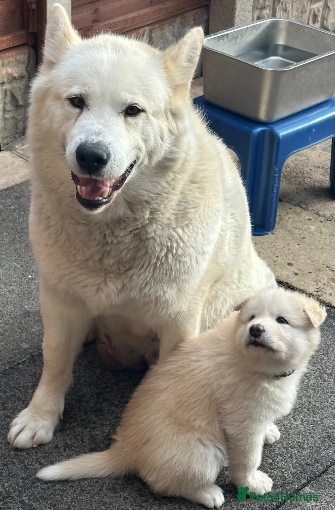 Alaskan Malamute dogs for sale: Rare big pure Alaskan Malamute pups in Wolverhampton - Advert 1