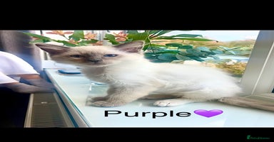 Ragdoll cats - Advert 10