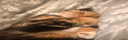 Domestic Shorthair cats for sale: Re home female cat in Gateshead - Advert 3
