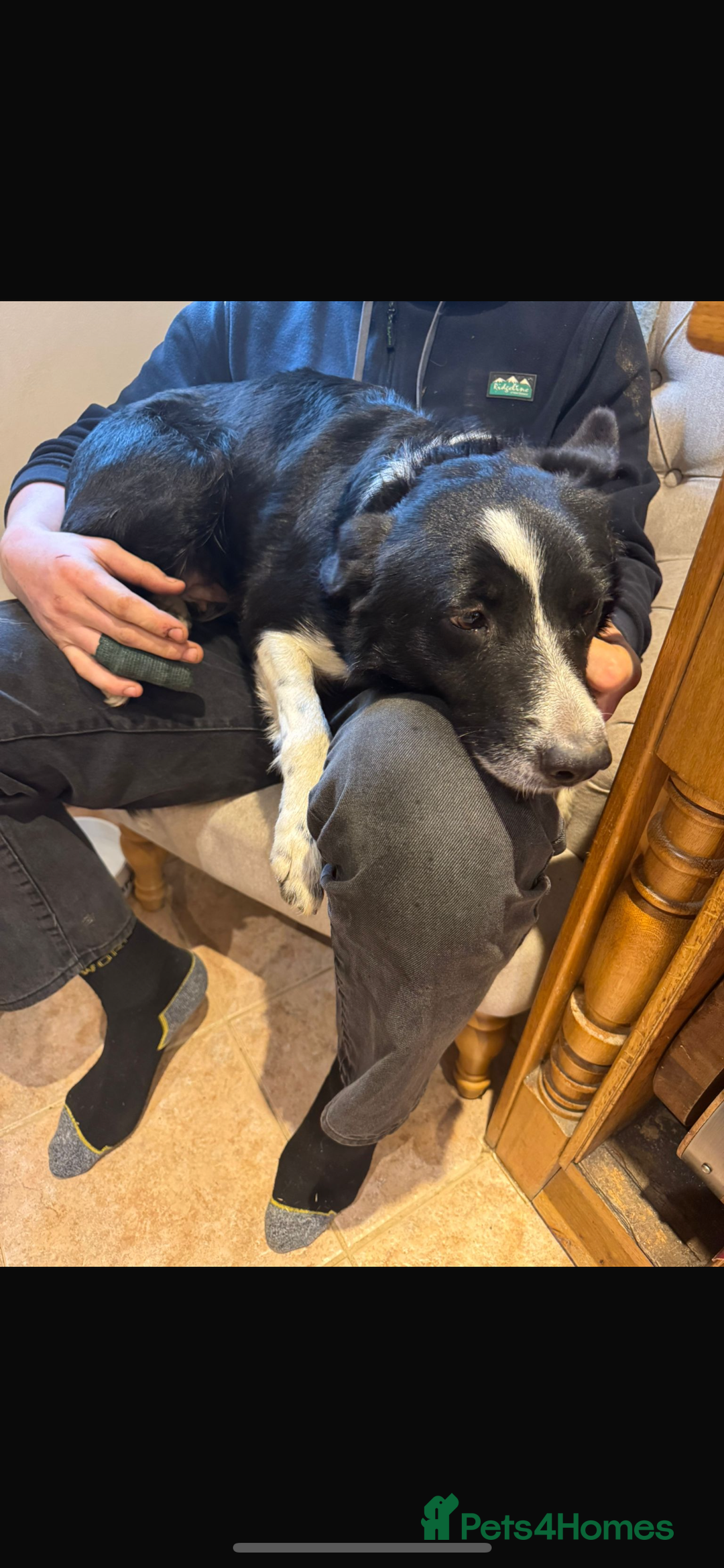 Border Collie dogs for sale: Gorgeous Border Collie pups - Advert 2