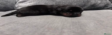 Rottweiler Puppy 8